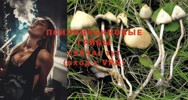 Псилоцибиновые грибы Magic Shrooms  Кингисепп 